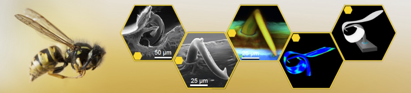 Bio-inspired hooks