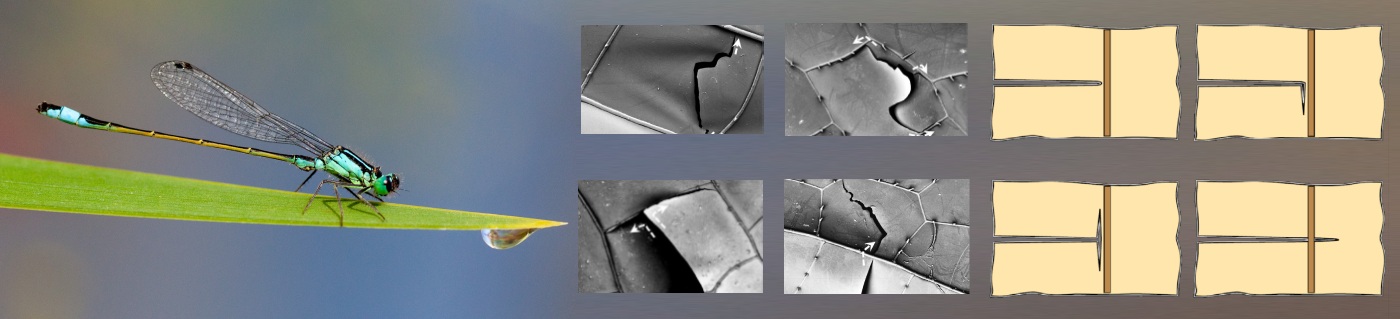 Fracture-resistant wings