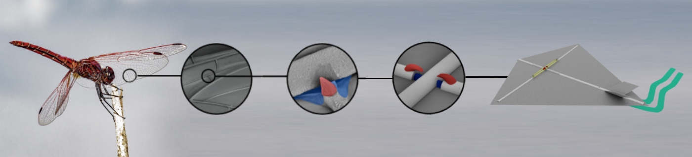 Bio-inspired kite