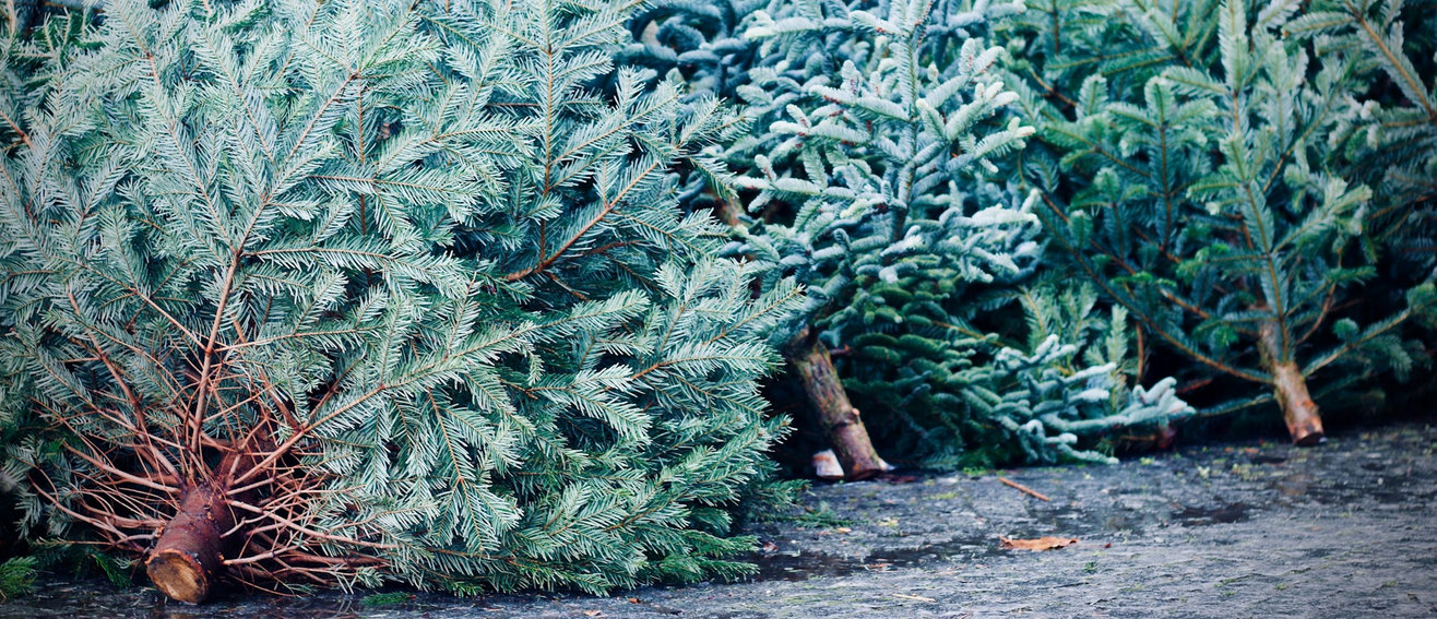discarded-christmas-trees-1316x567.jpg