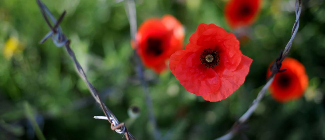 Remembrance Sunday blog: The Joys of Research