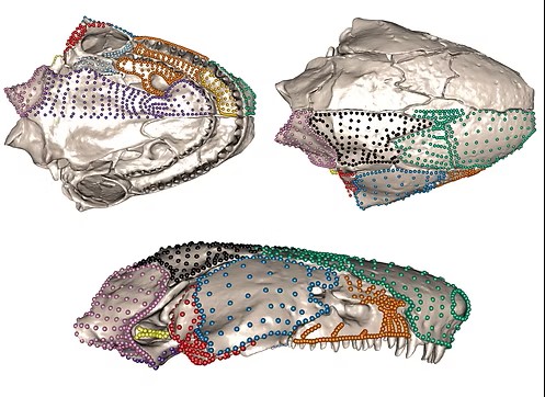 Gaswami Skull