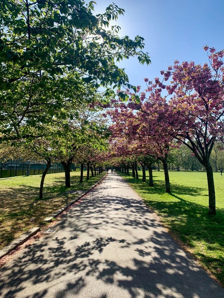 tree lined walkway
