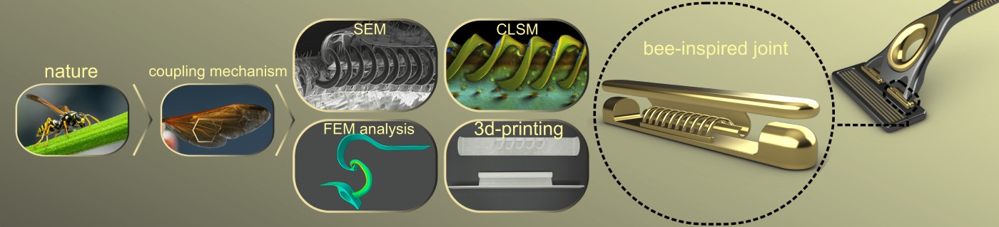 Bio-inspired joints